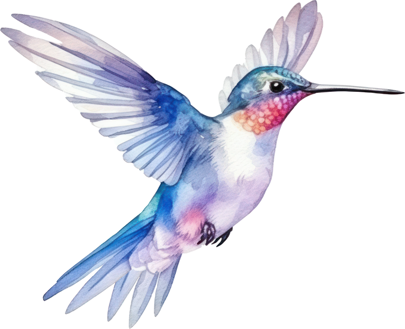 Bird hummingbird Watercolor Illustration