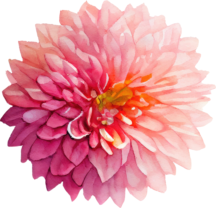 Pink Dahlia flower Watercolor